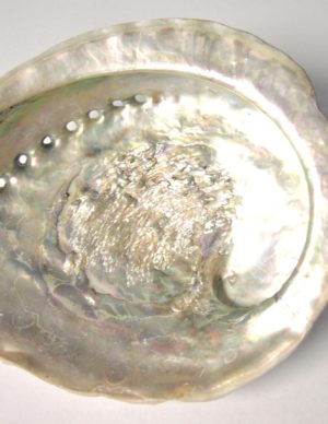 Australian White Abalone Shell